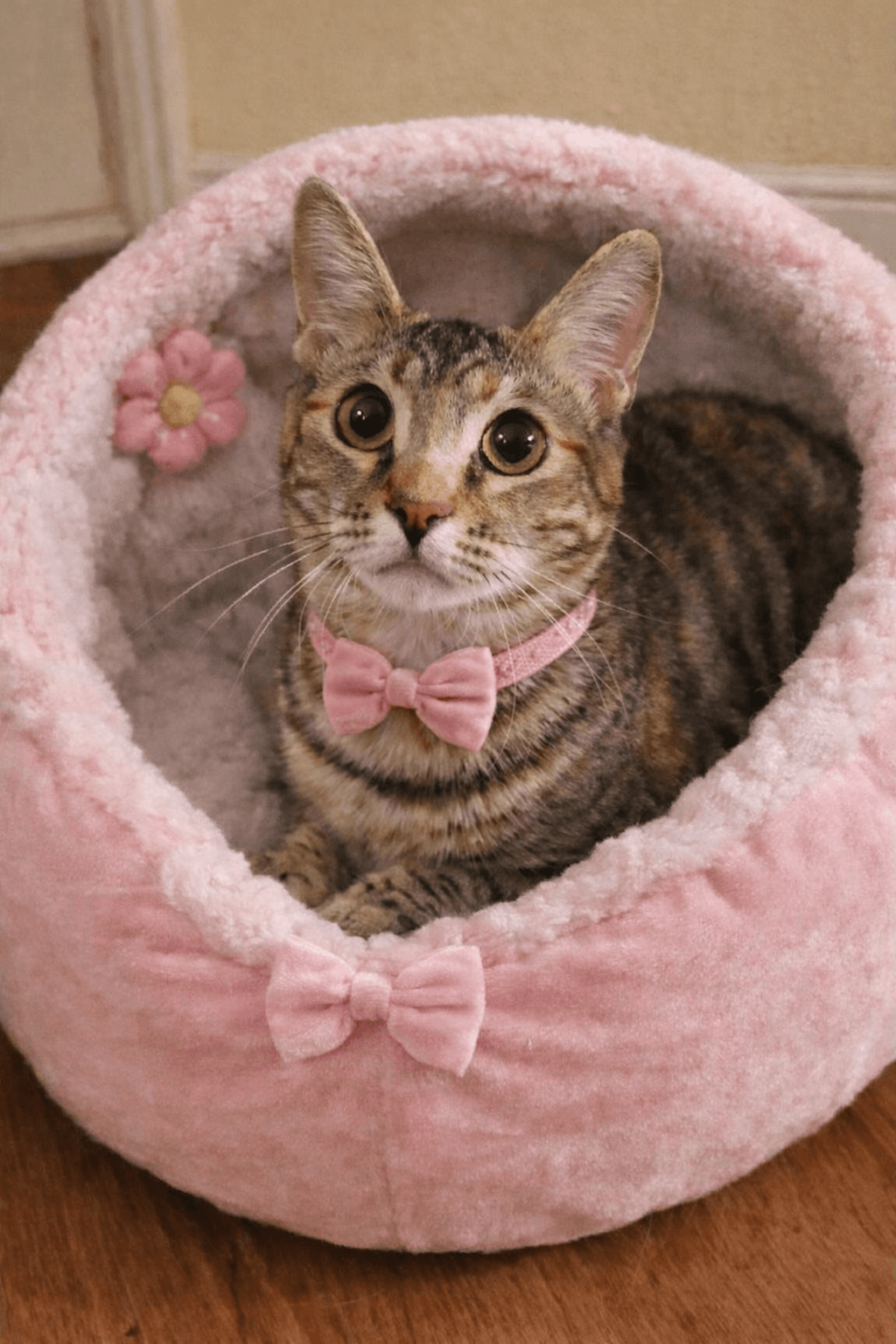 Lottie =^.^=