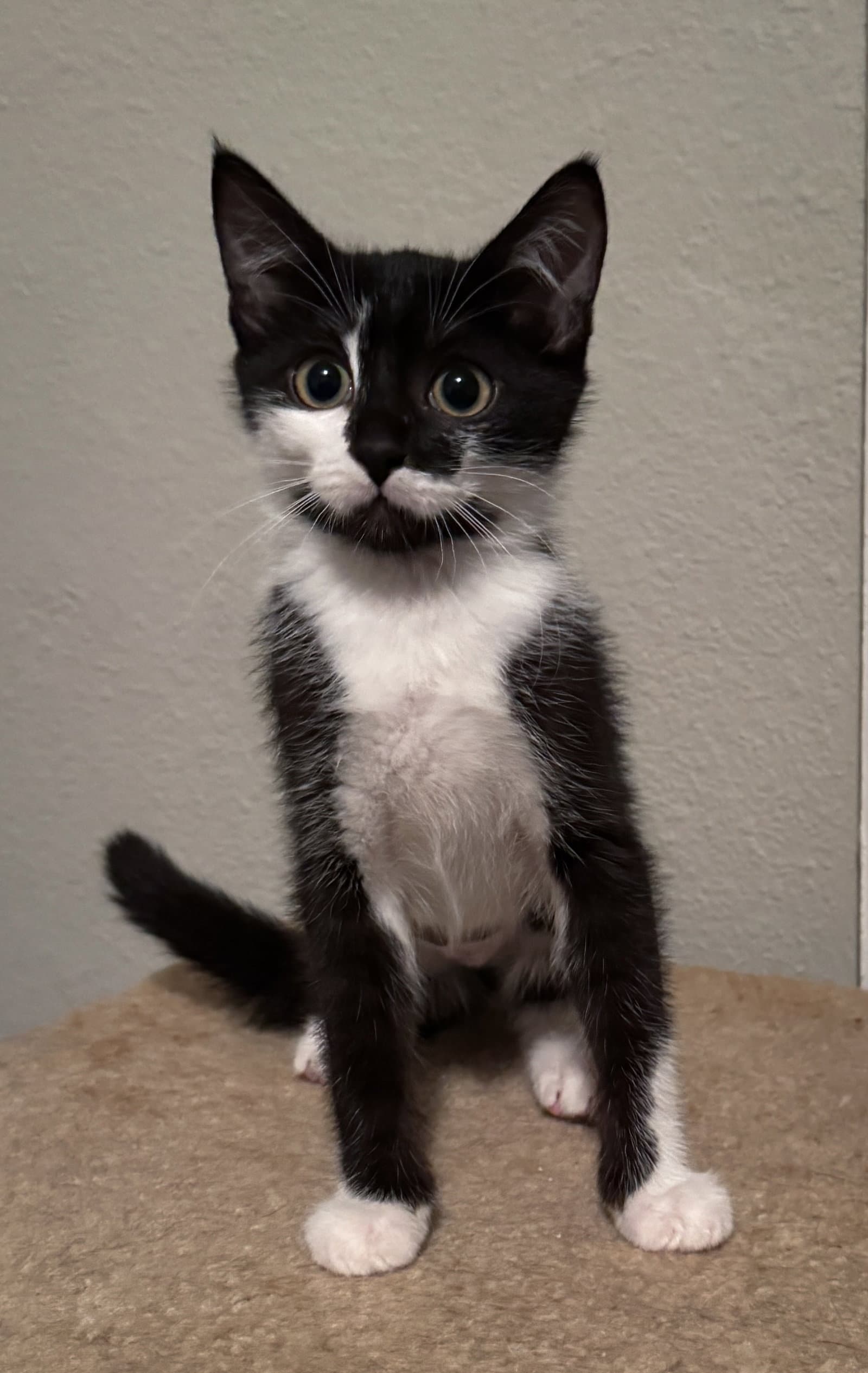 Gnocchi =^.^=