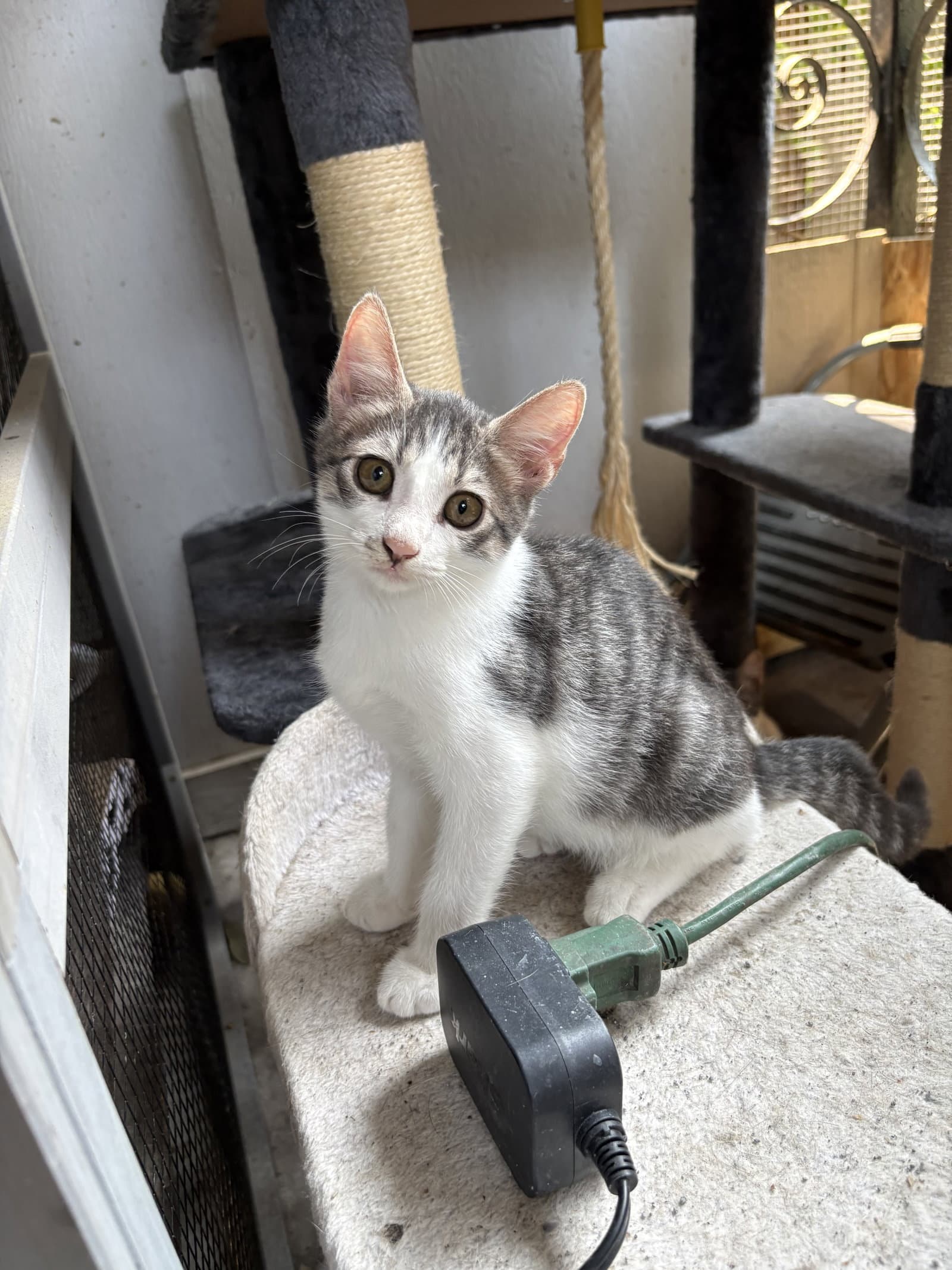 Atlas =^.^=