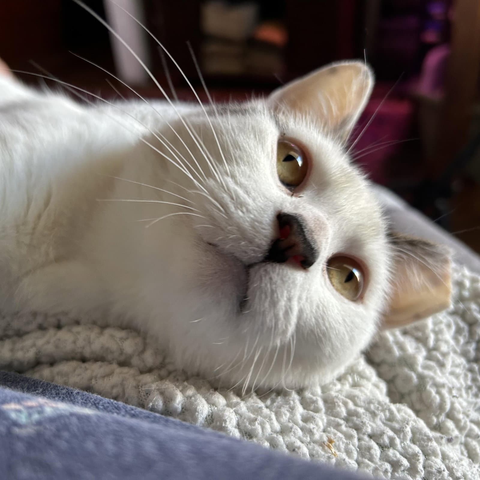 Suki