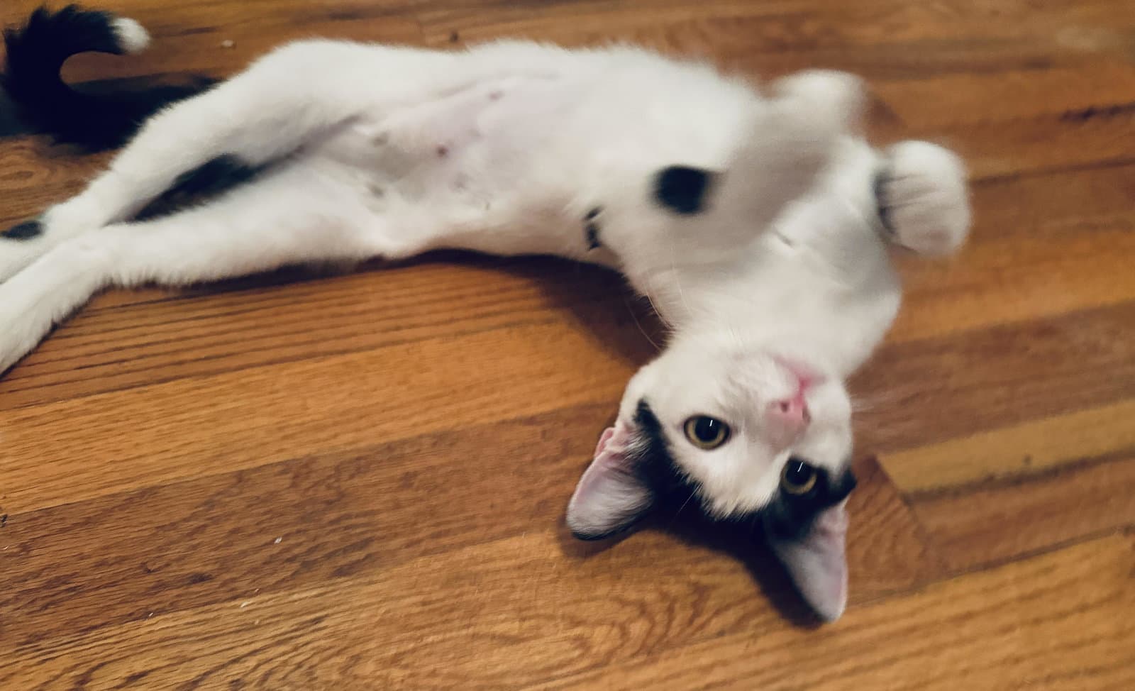 Uma (Thurman-diva)