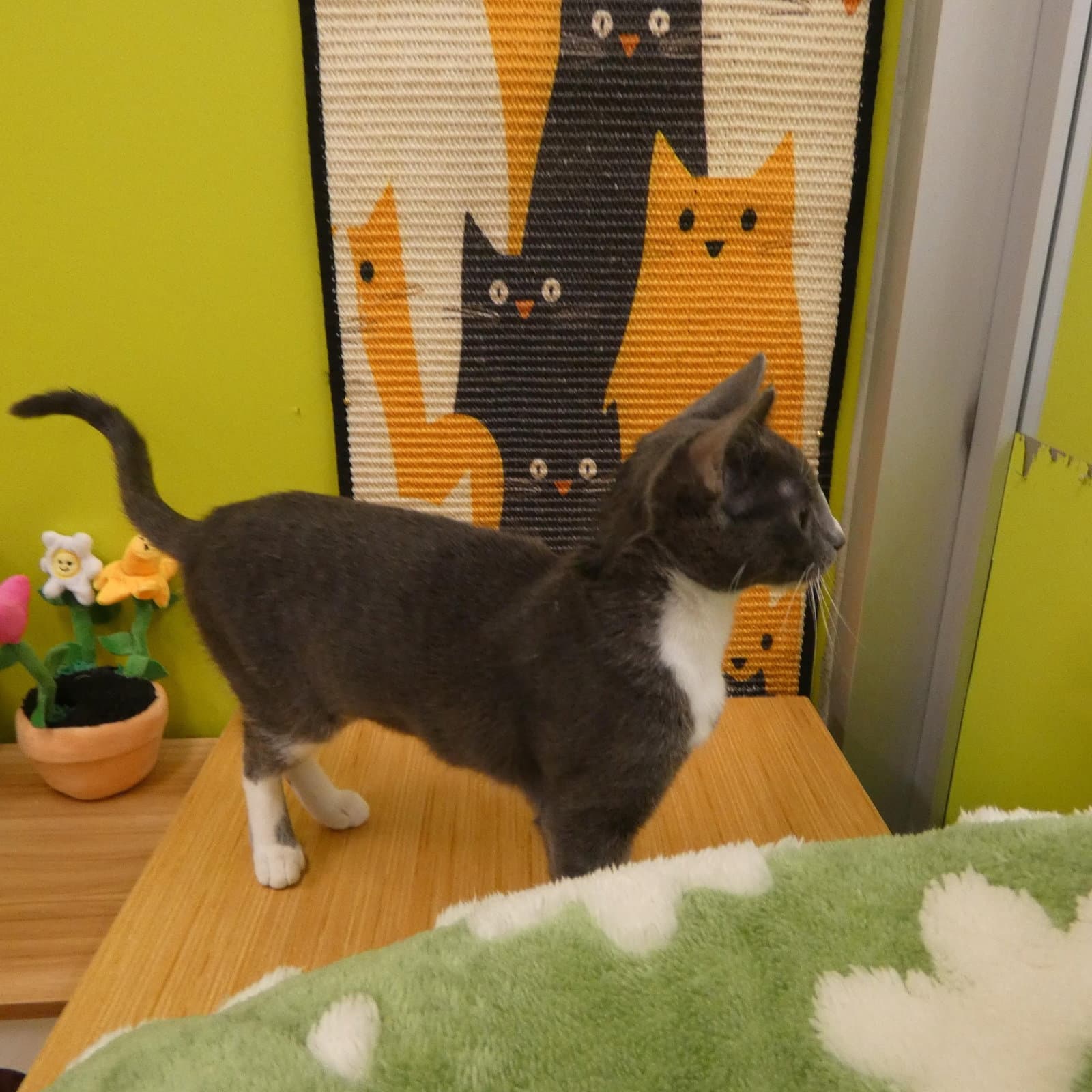 Ursula (Bonded Pair With Ulysses)