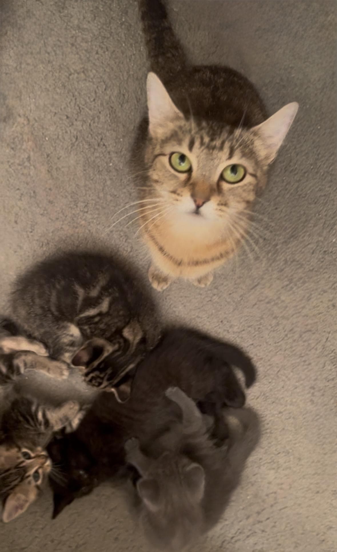 Memorial Day Special cats!