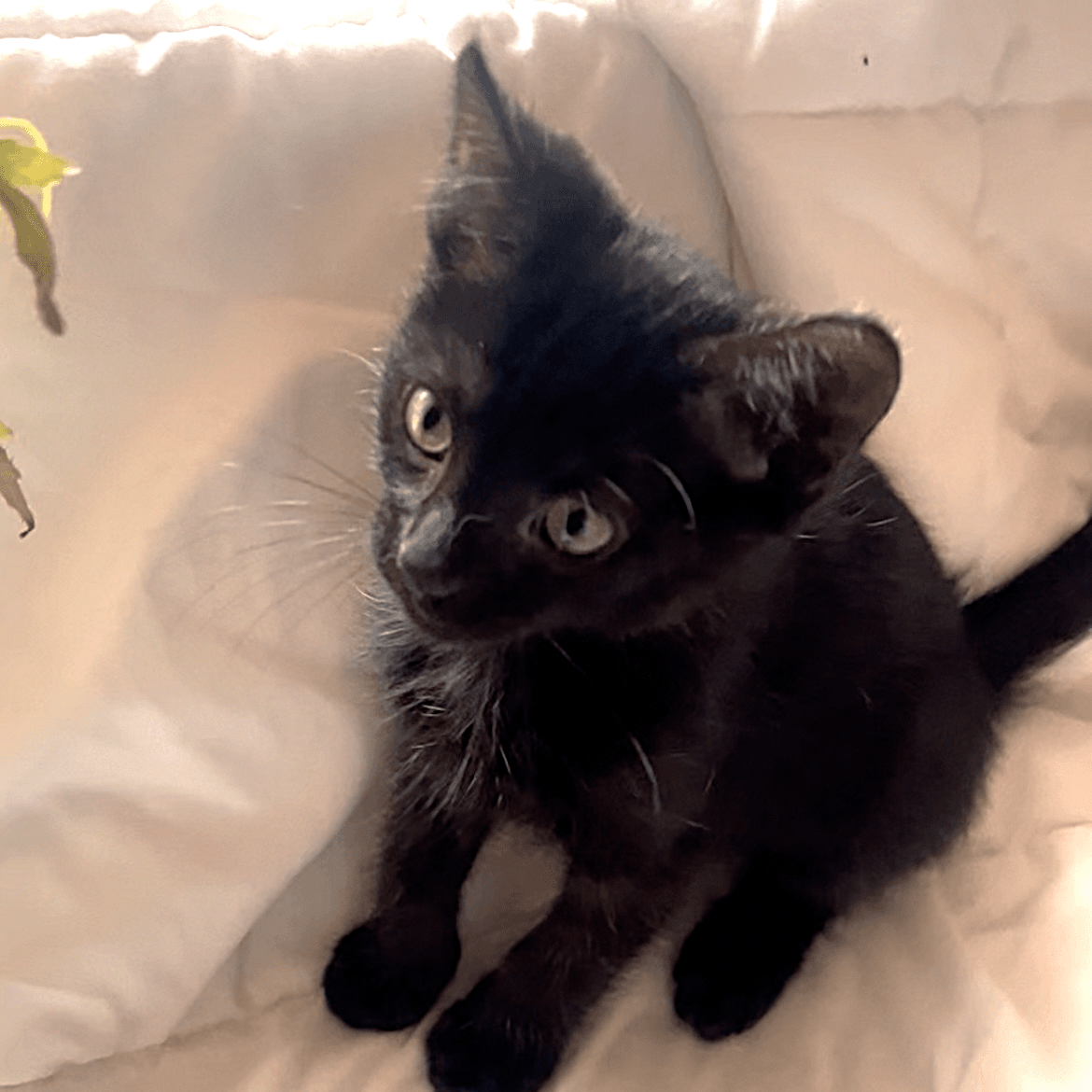 ShadowPuff (Oriental Mix)