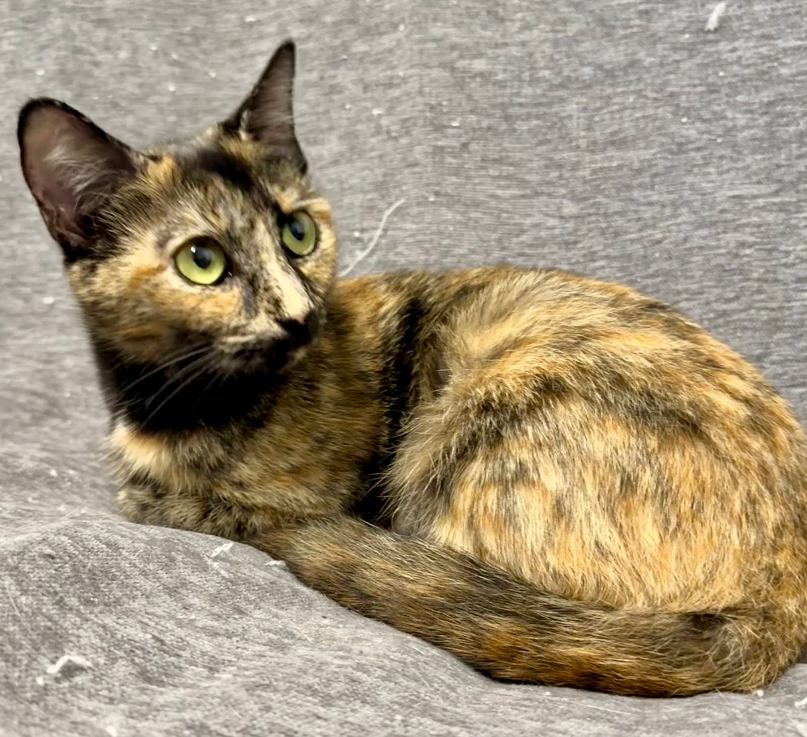 Calypso