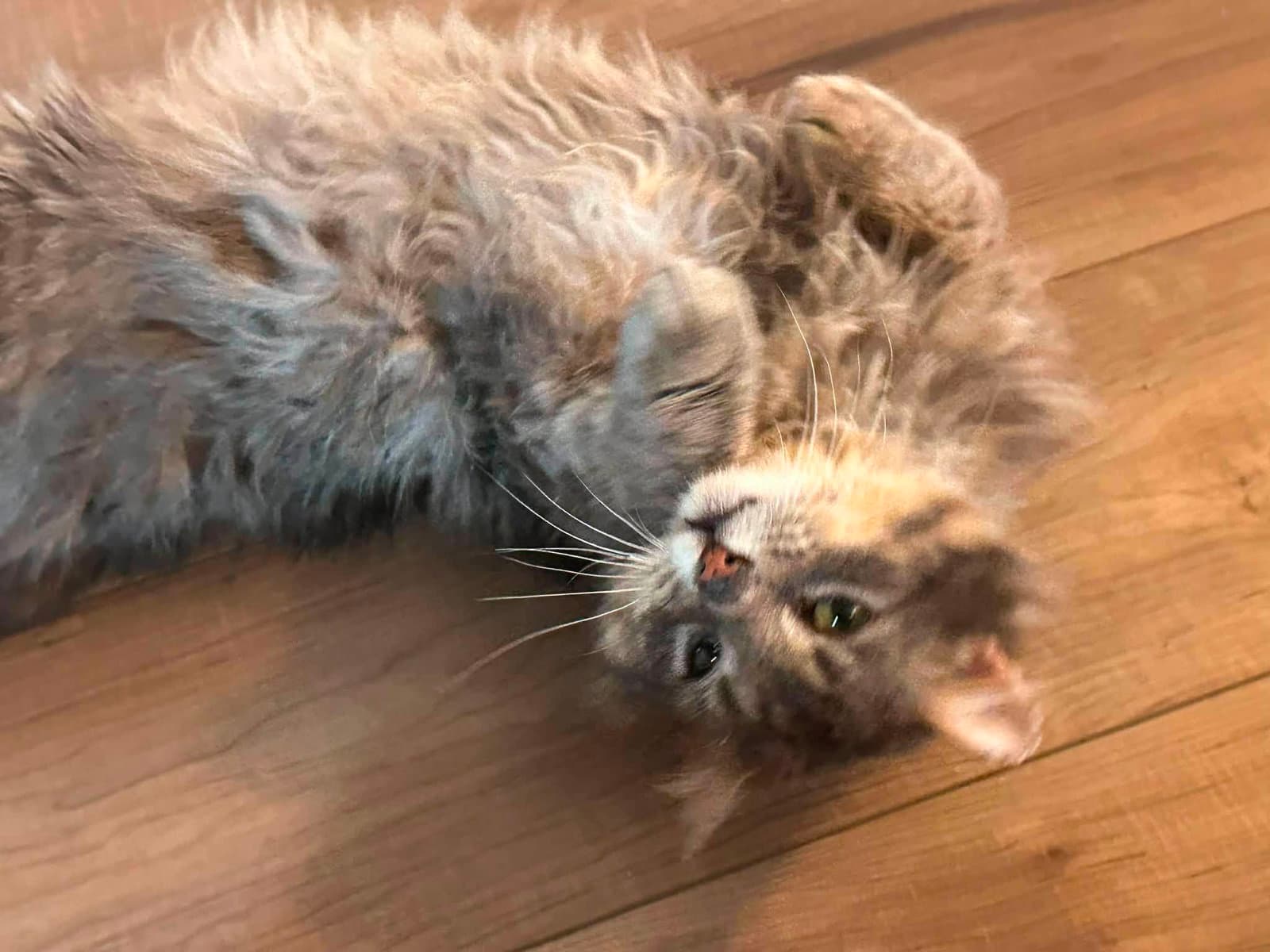 Felix