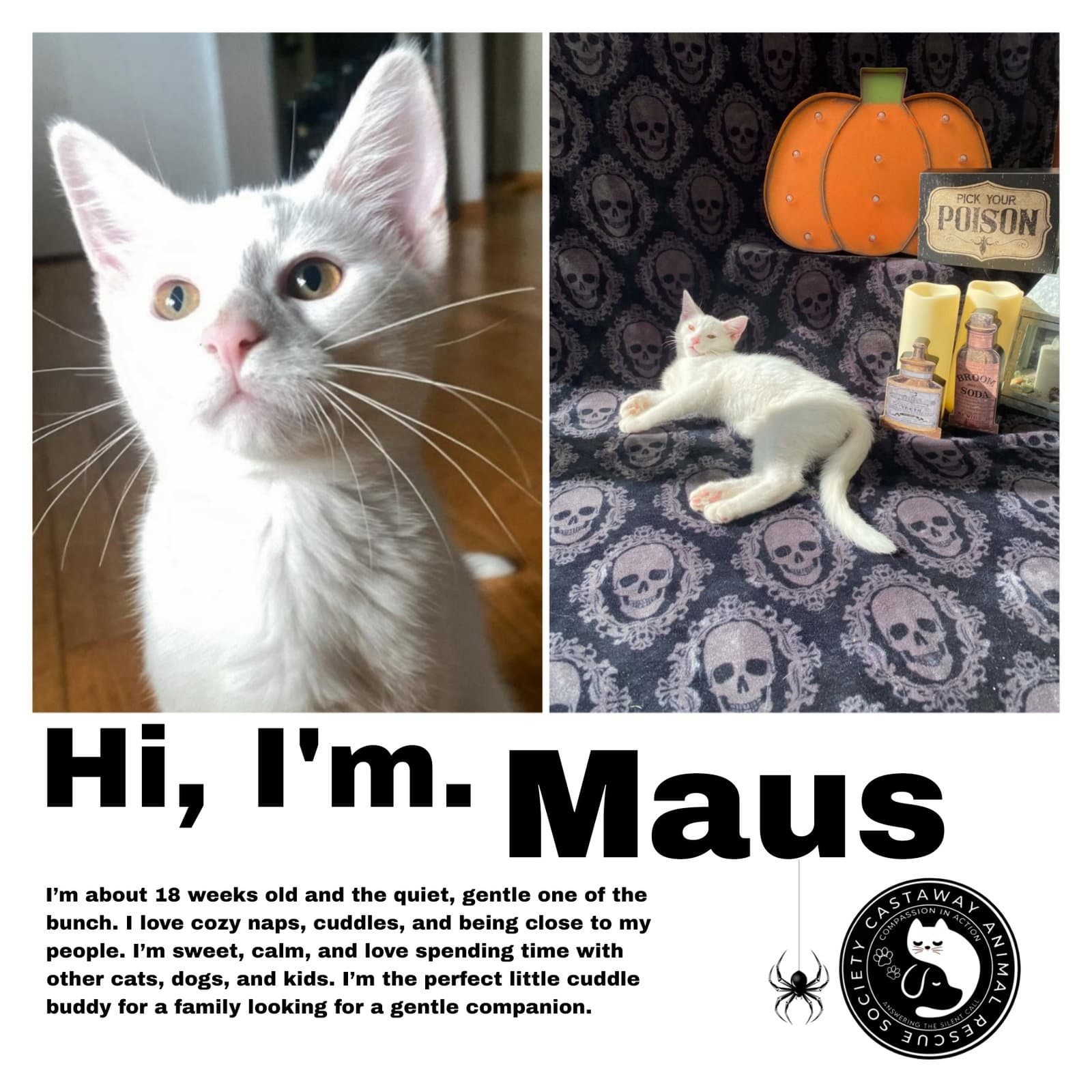 Maus