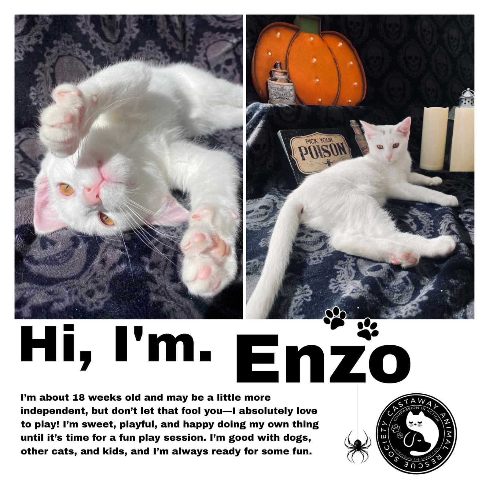 Enzo