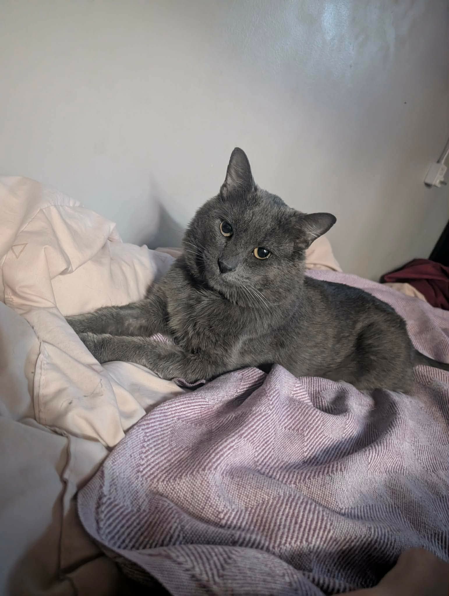 Smokey Leo