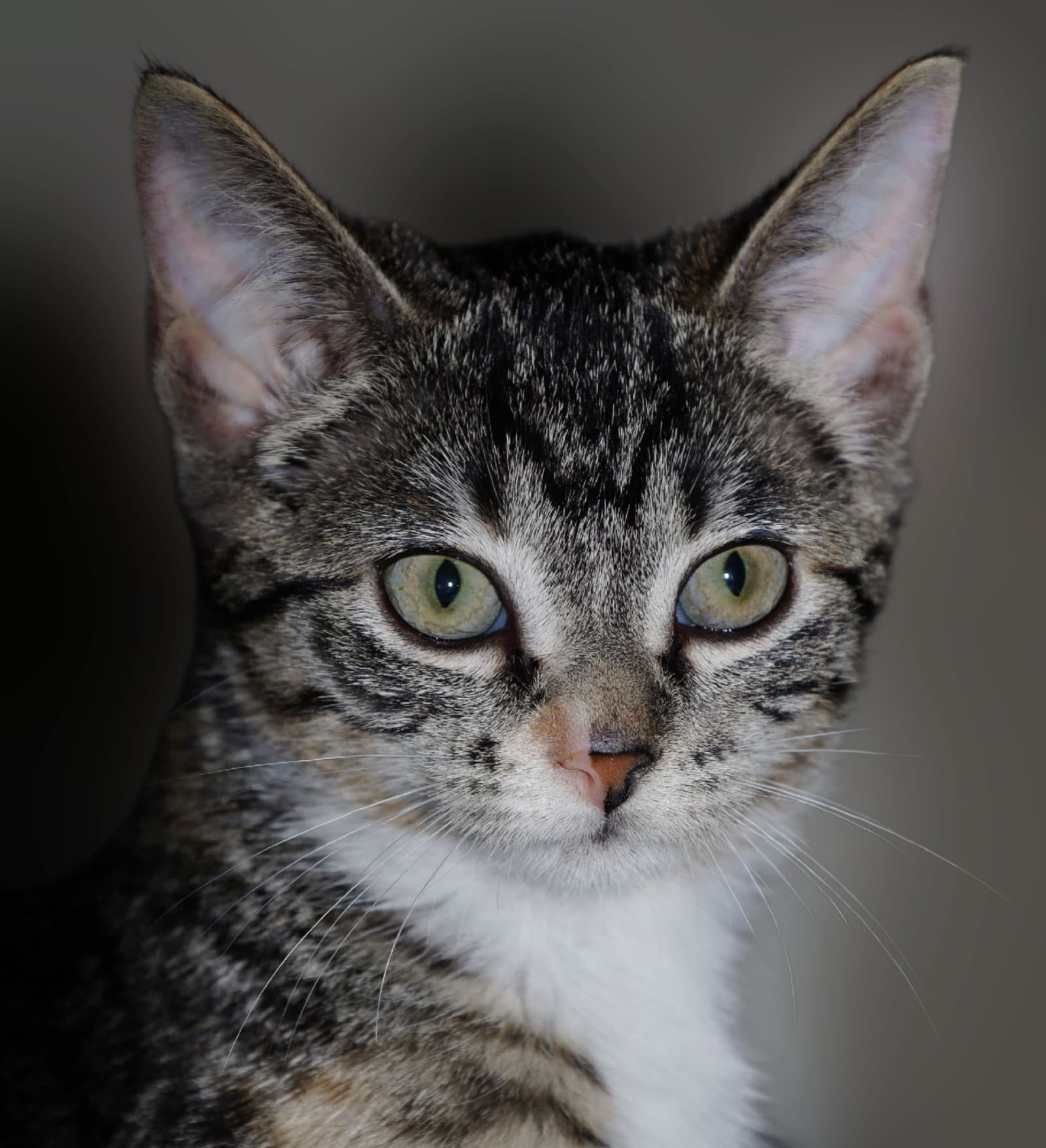 Piper