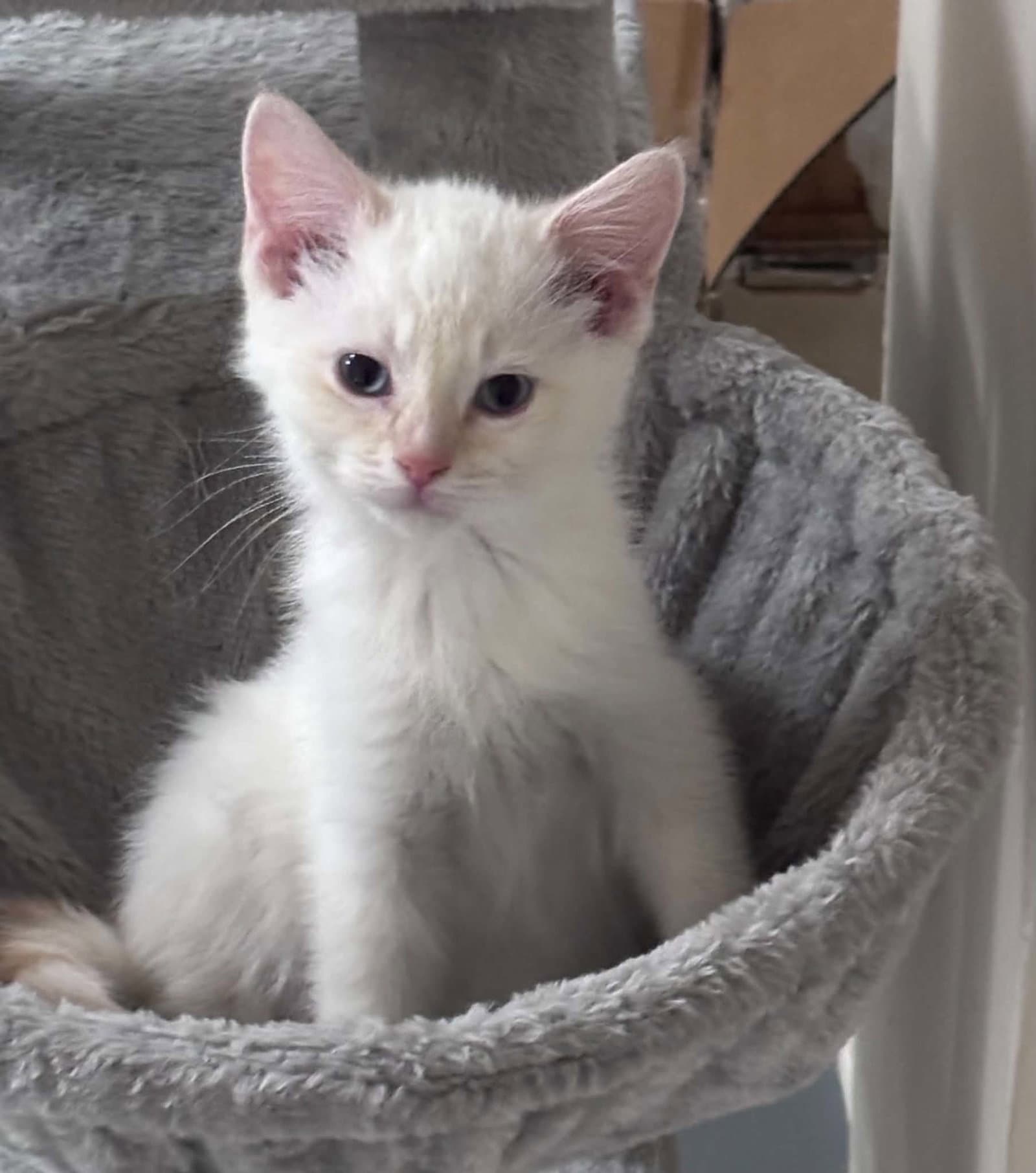 Mochi
