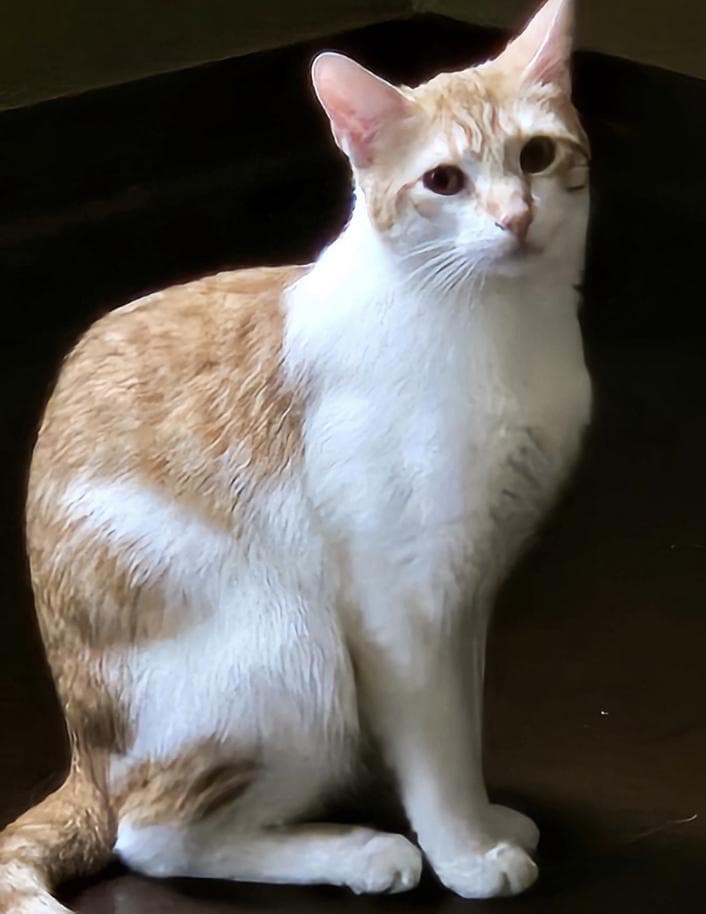 Taffy