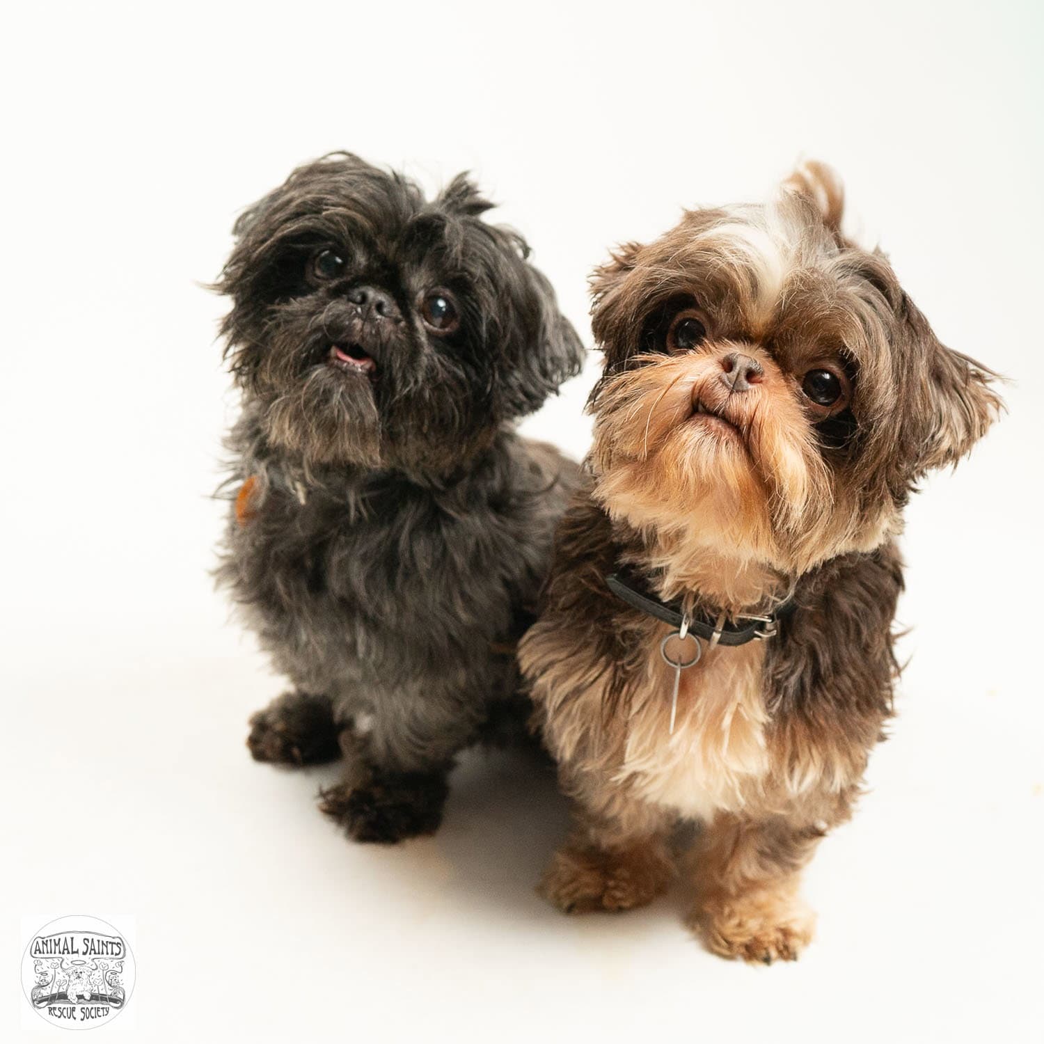 Tollie & Walter - Bonded Pair