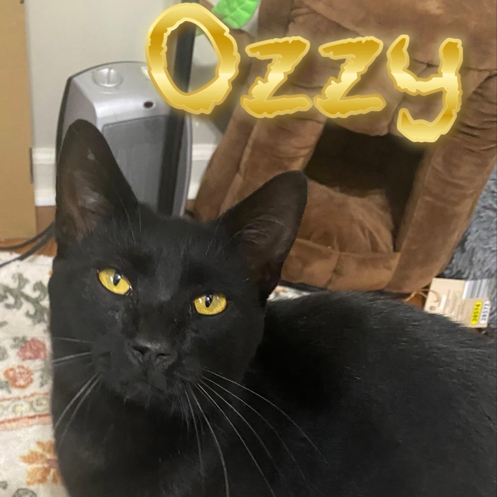 Ozzy