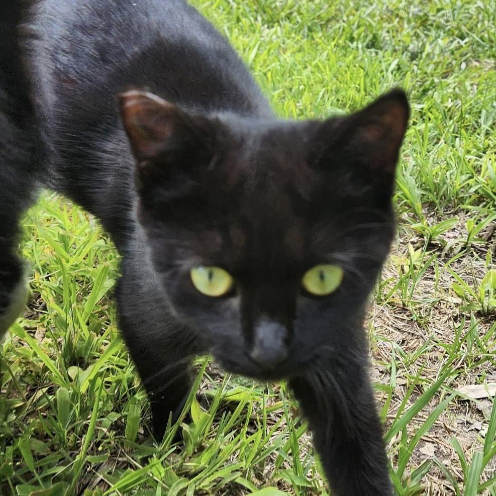 Venus (aka Vincent)