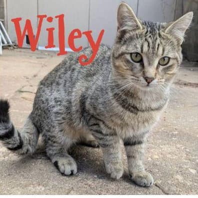 Wiley