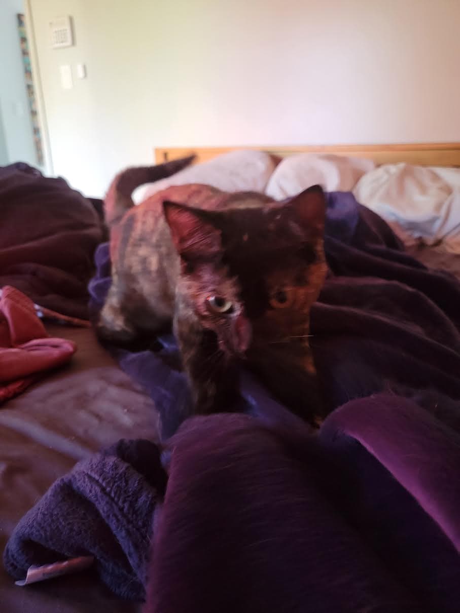 Tortielicious