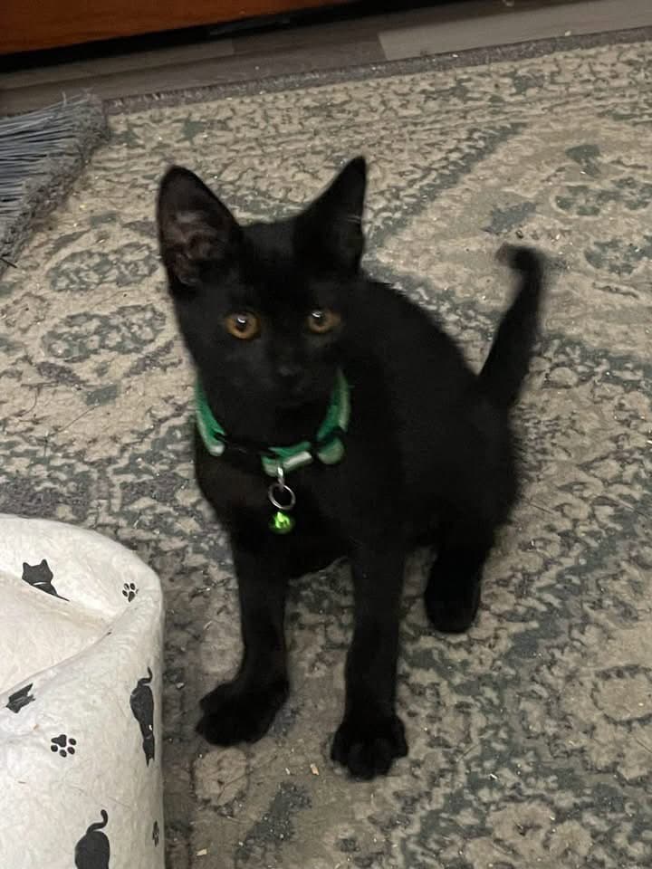Buttercup