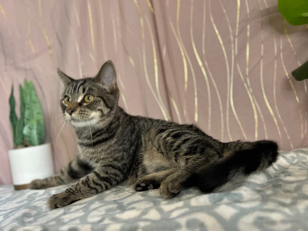 Stripey (FELV+)
