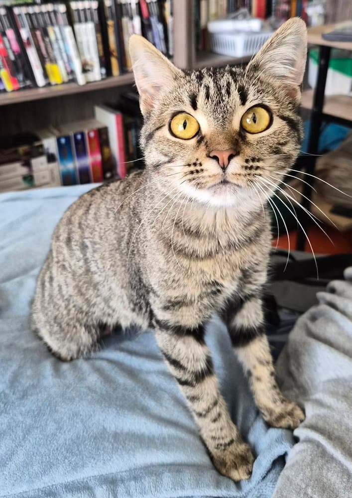 Sandy (FELV+)