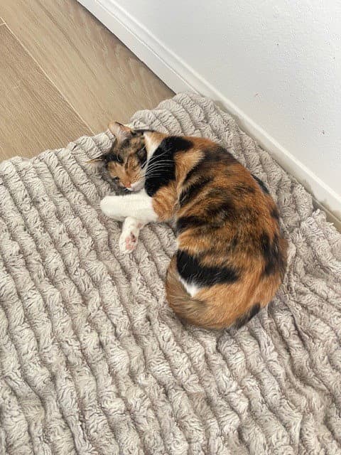 Mama Cat