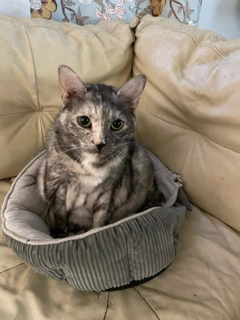 Kaia