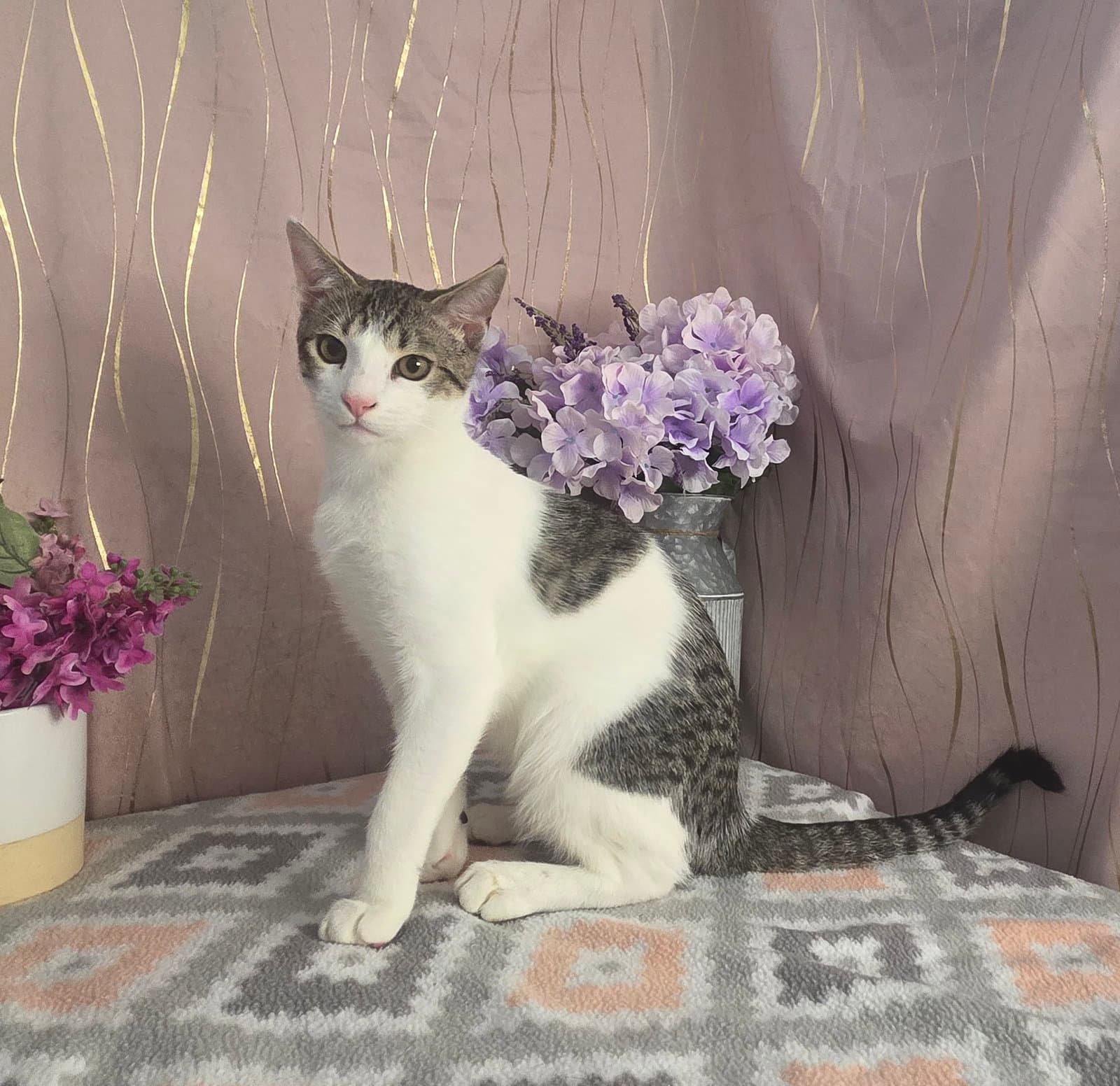 Chonkers