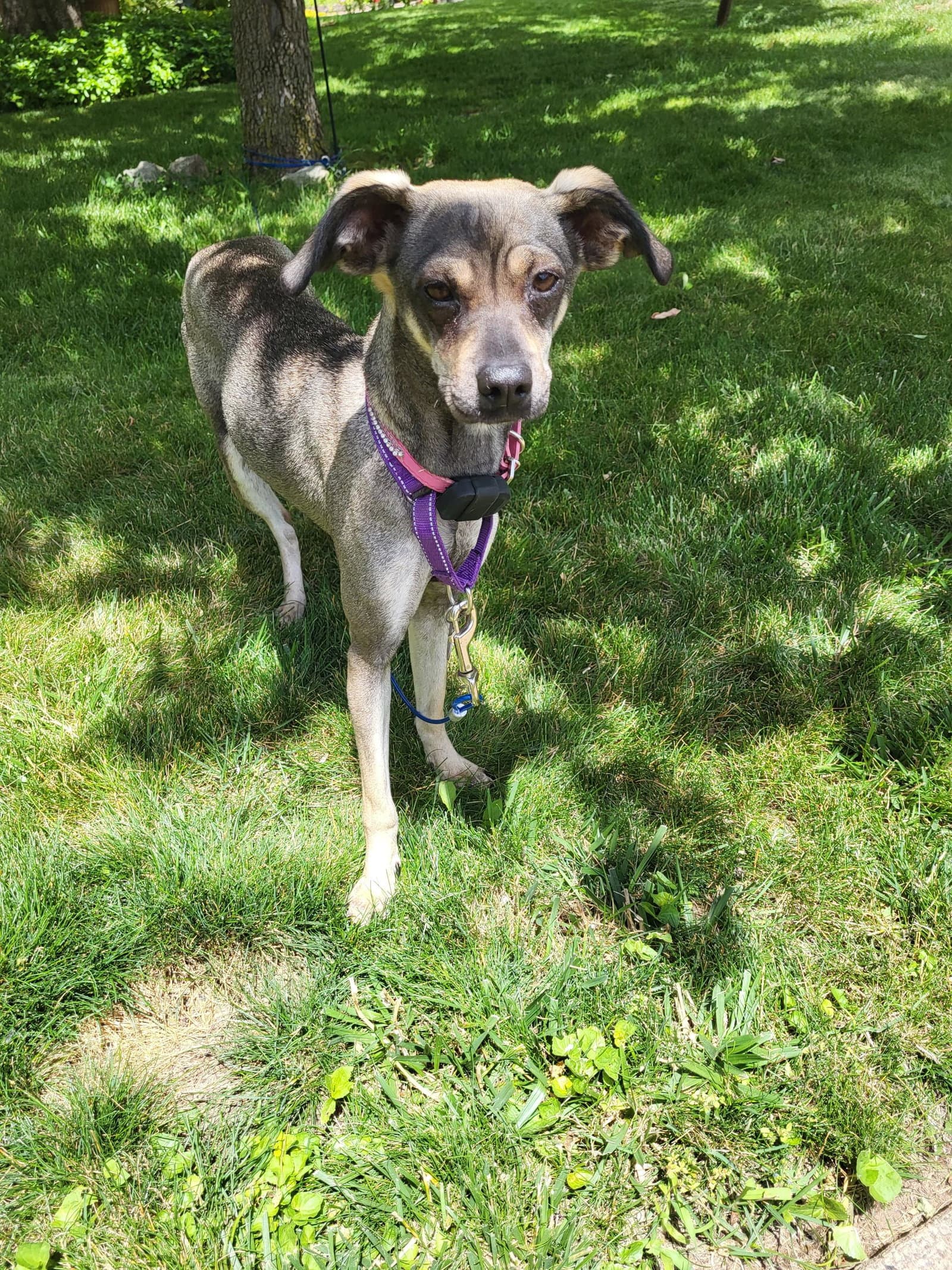 Pippa