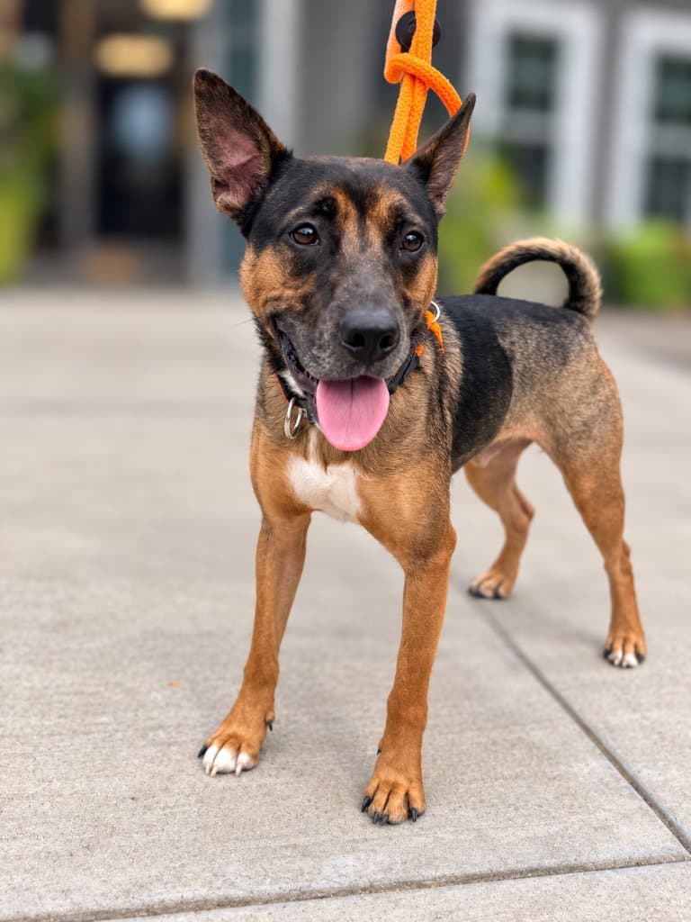 Rex