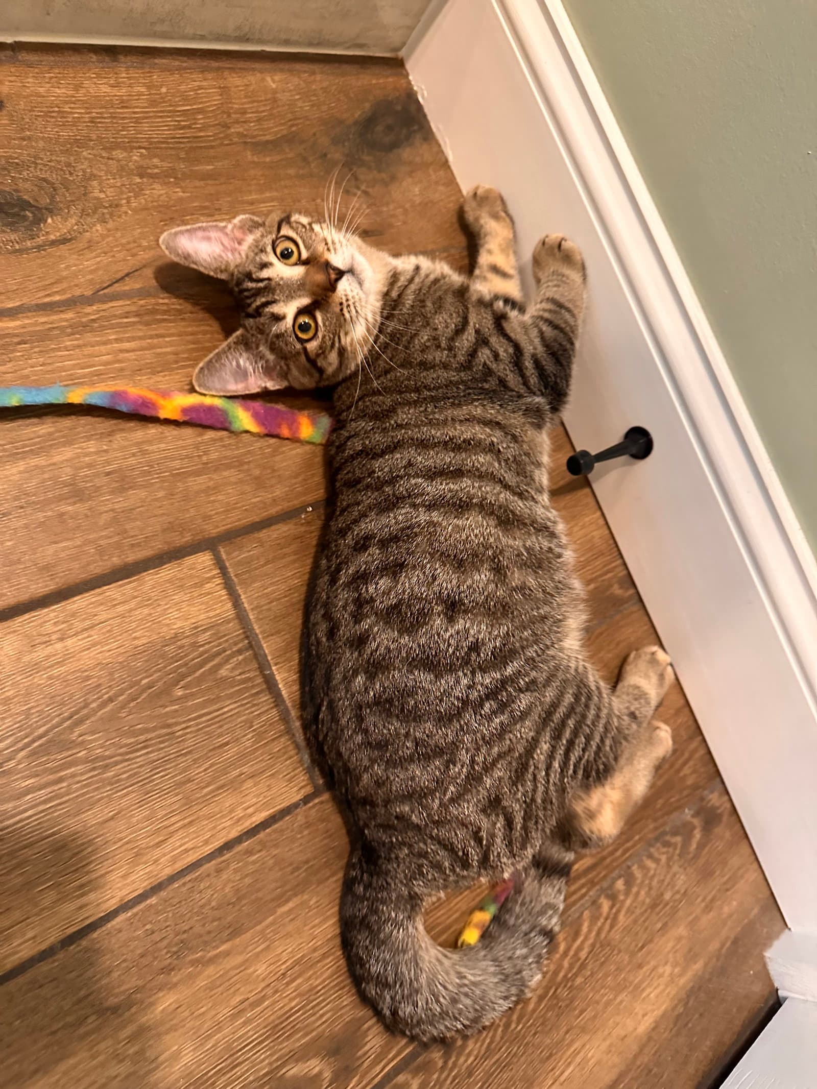Lolly Kitten