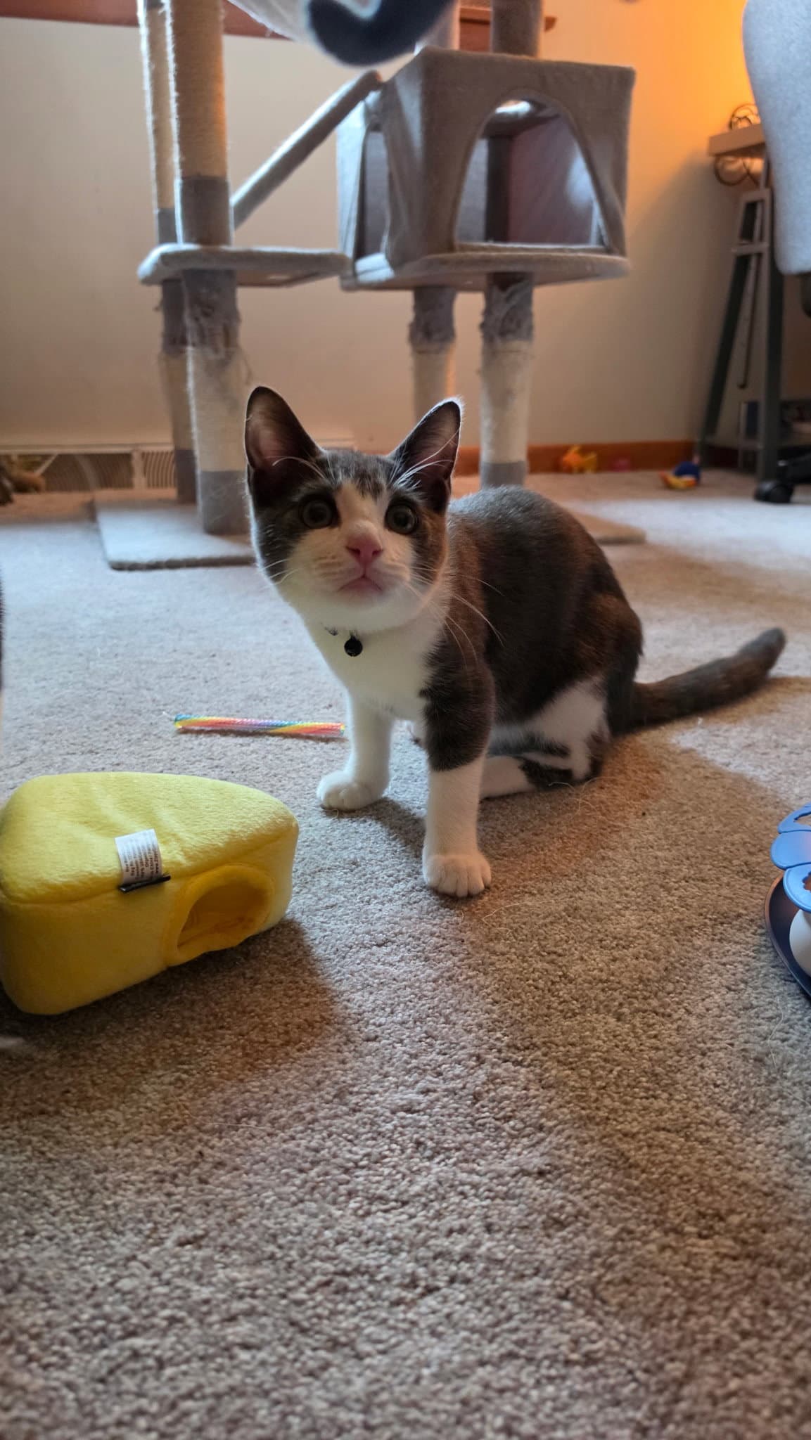 Ziggy Kitten