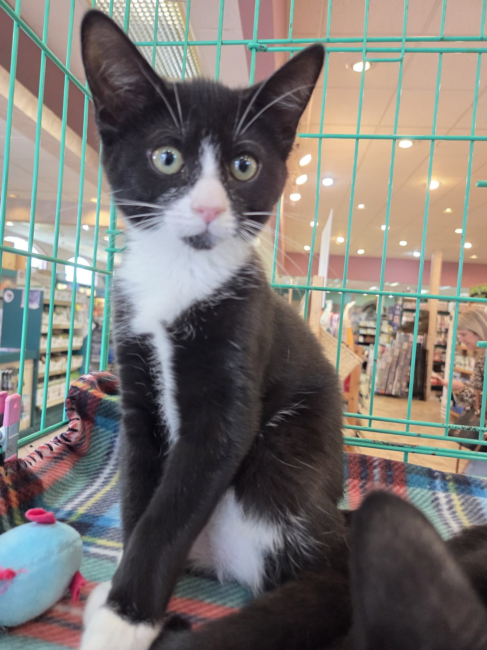 Pearl Kitten