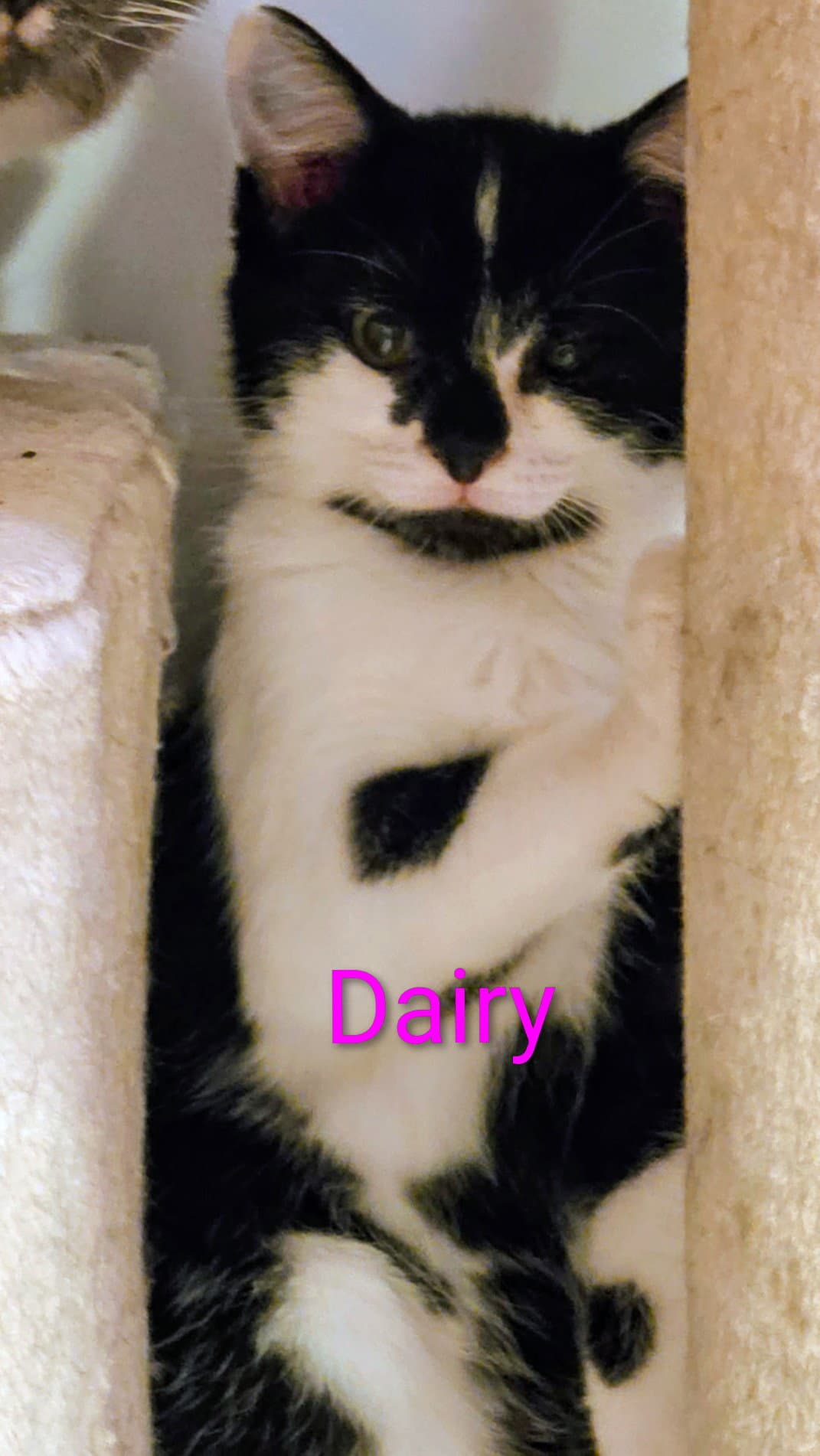 Dairy Kitten