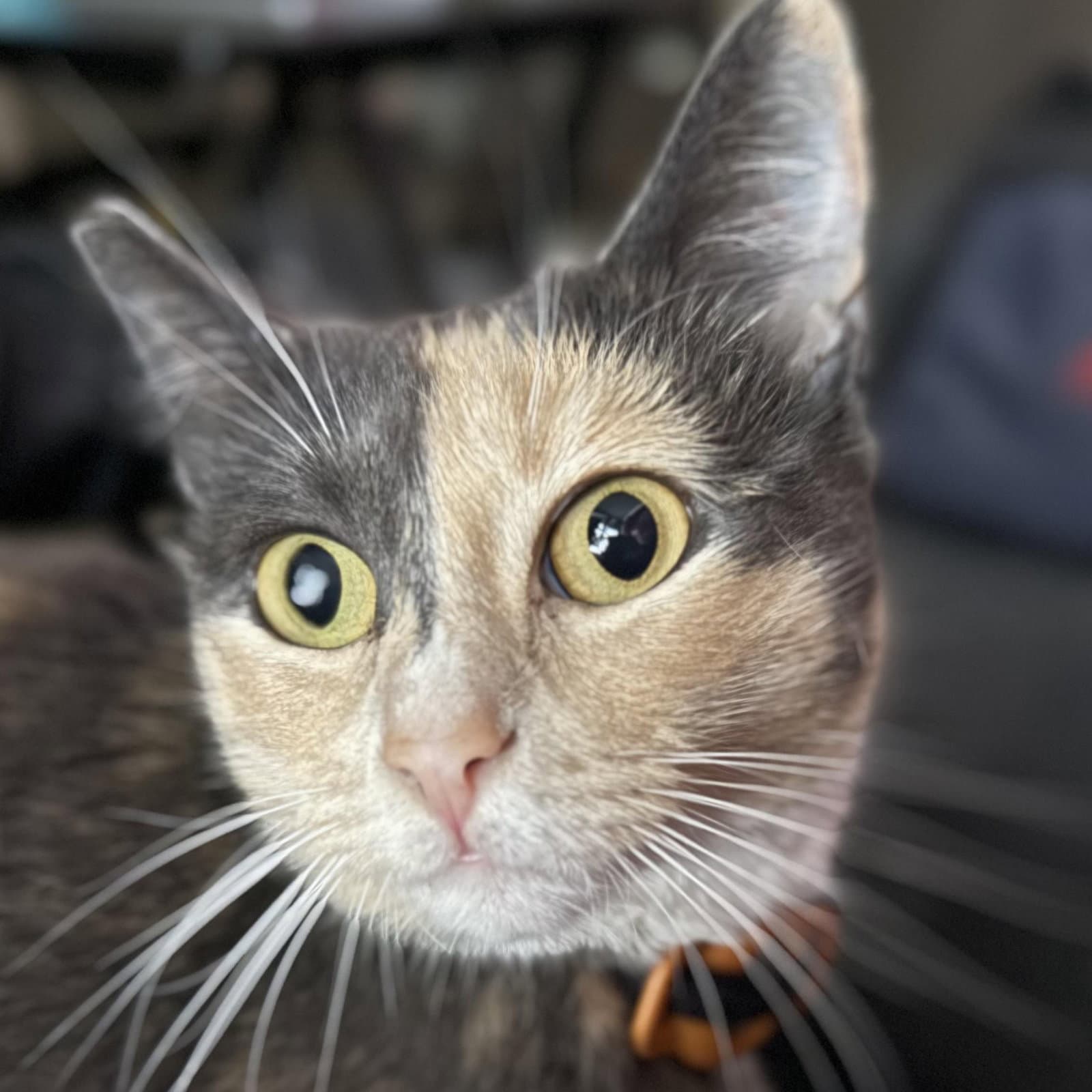 Miso