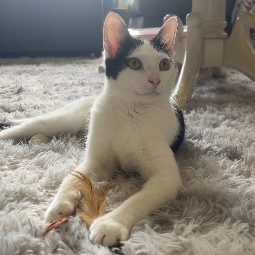 Cora