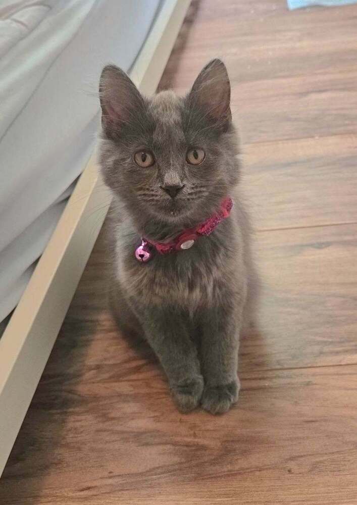 Stormi