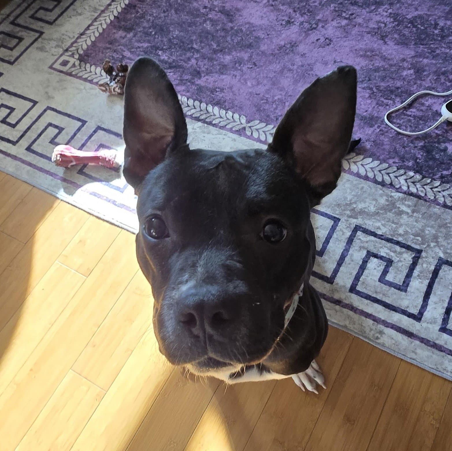 Darla