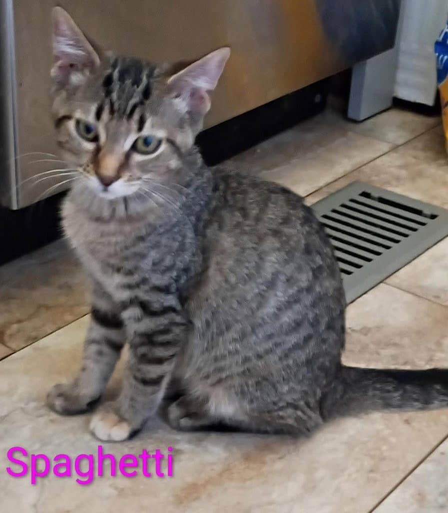 spaghetti