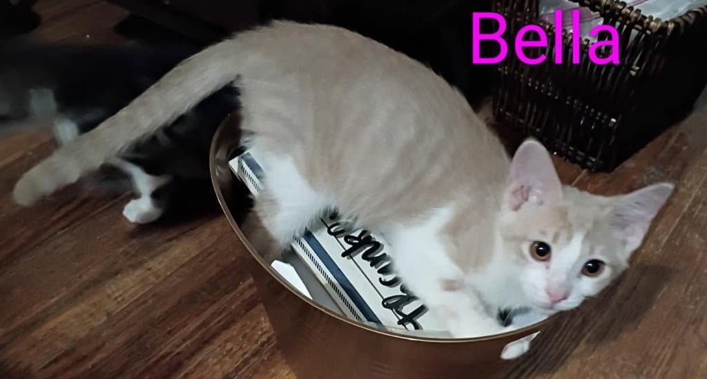 Bella