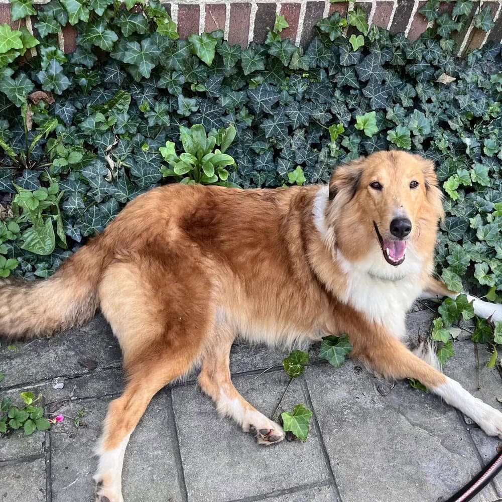 Ginny (adoption pending)