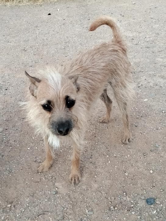 Scrappy