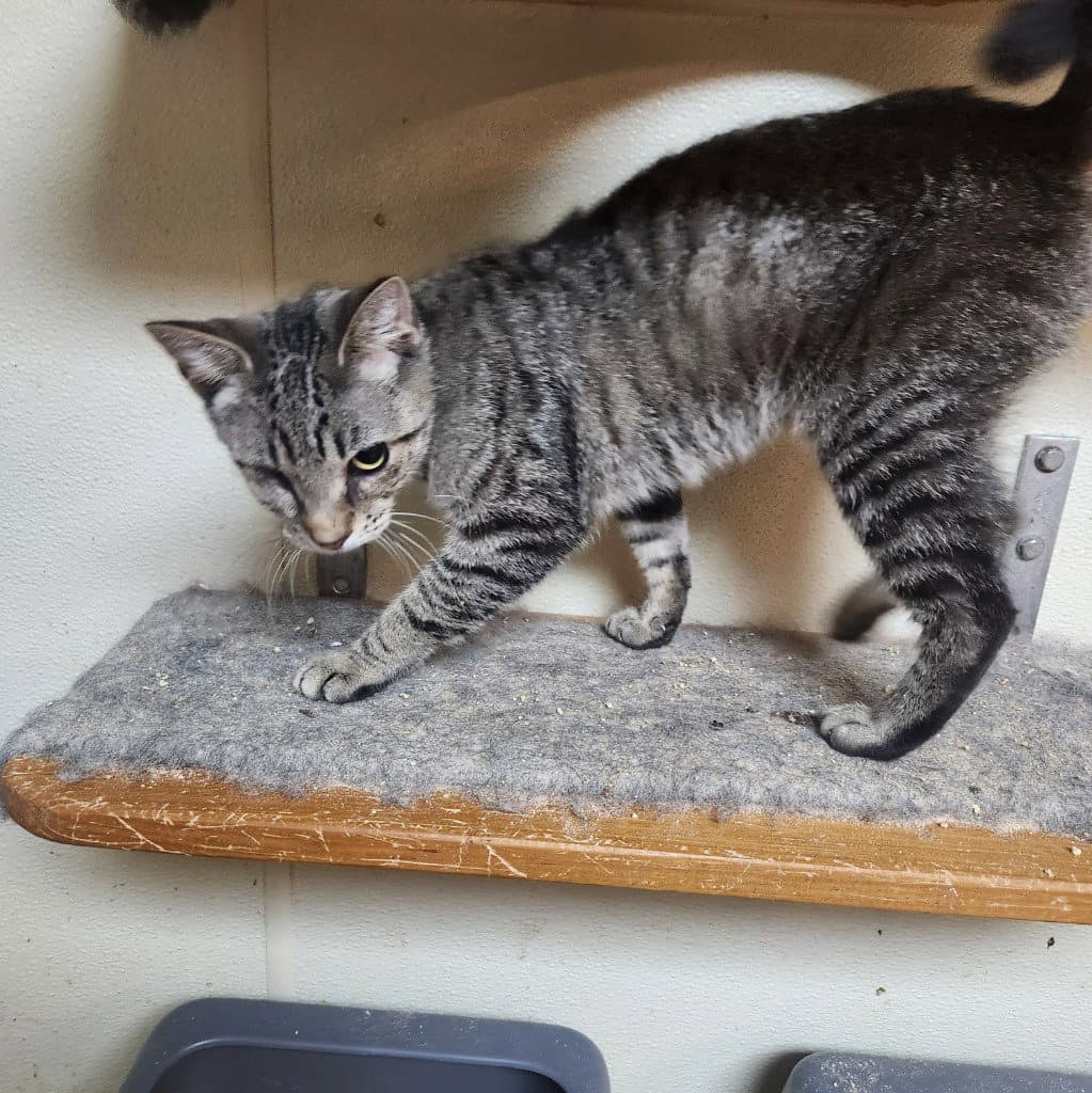 Biscuit