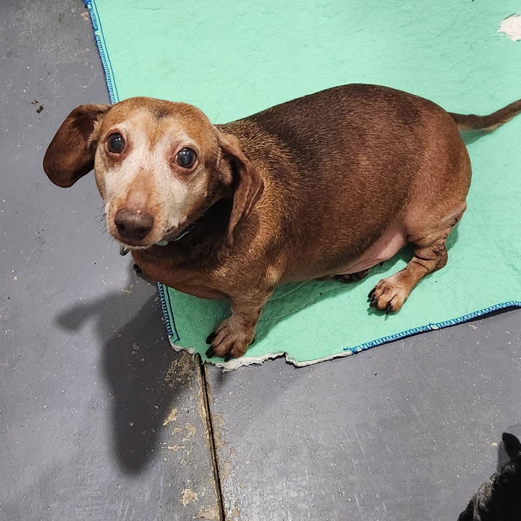 Peanut