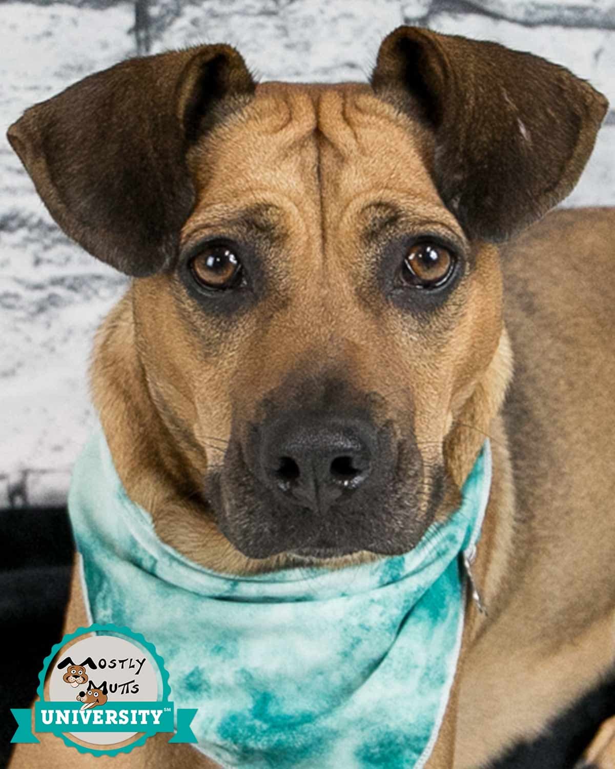 Josie