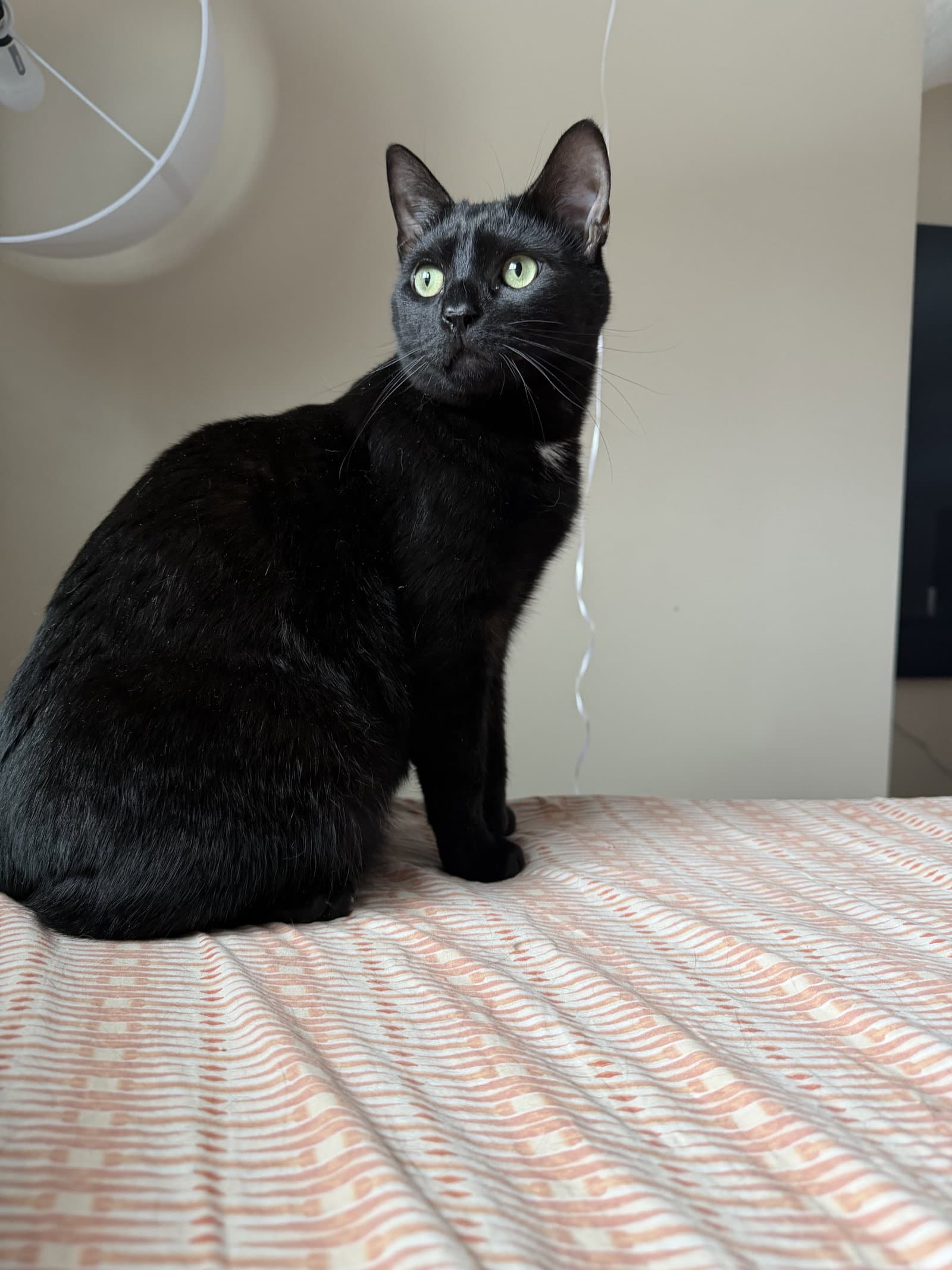 PeeWee