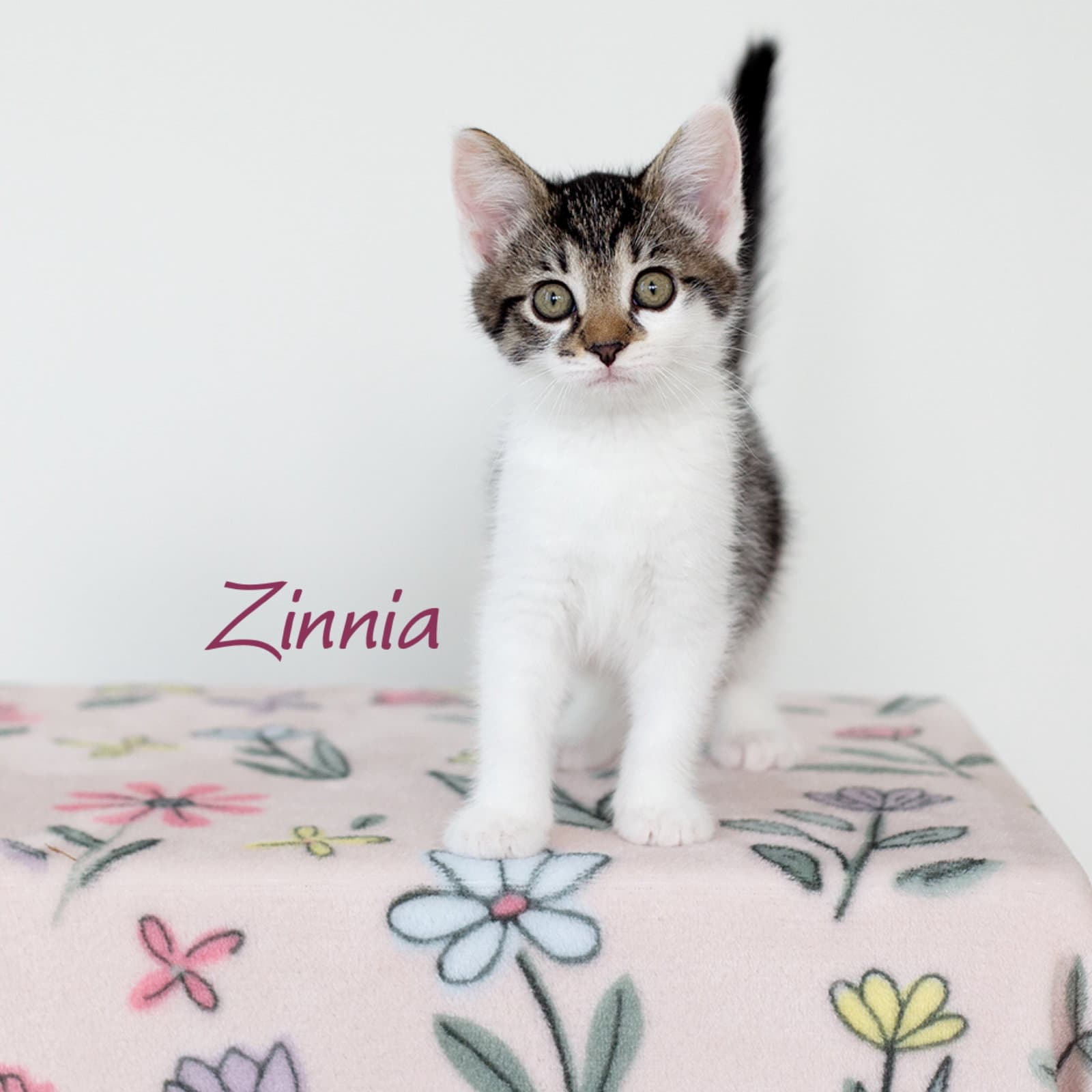 Zinnia