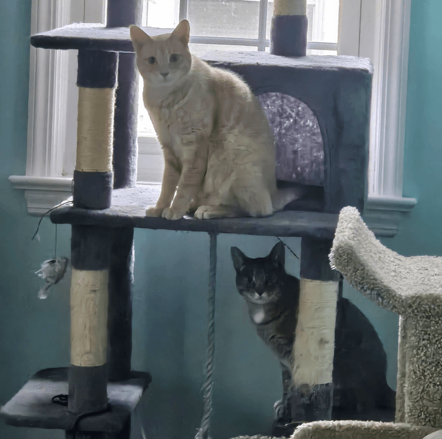 Chippy and P. Willow