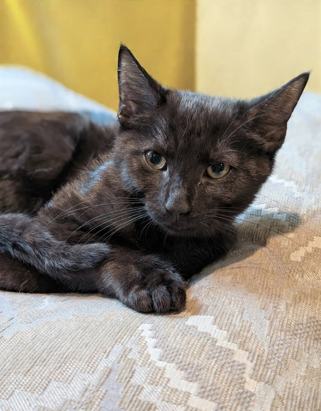 Nani Thayer - needs a young cat buddy