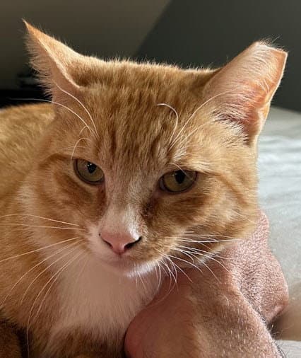 Scraps Beacon - FIV+ -must adopt with Elvira