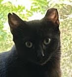 Elvira Beacon - must adopt with Scraps